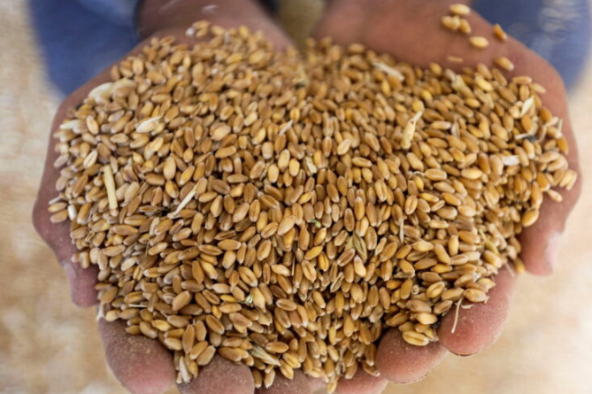 Окупанти примушують фермерів укладати угоди про передачу зерна