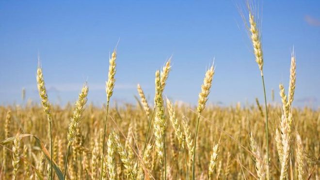 Ціни на пшеницю знизилися в очікуванні виходу кораблів з зерном з портів України