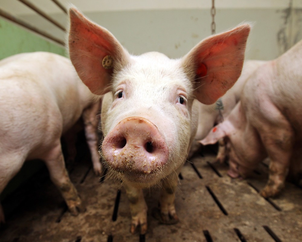 В Україні дорожчає свинина живою вагою