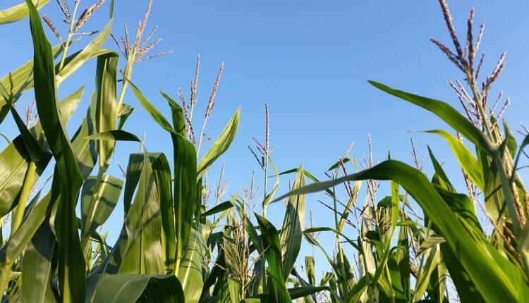 1,5 млн гривень штрафу заплатить підприємство за вирощування кукурудзи в заповіднику