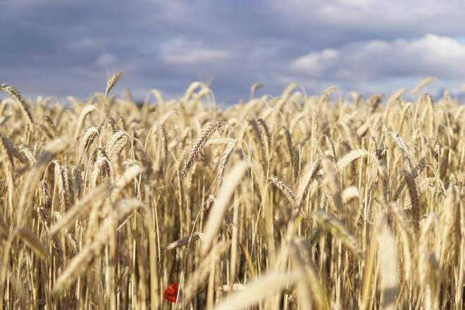 Японія виділяє $14 мільйонів на експорт української пшениці до Сомалі