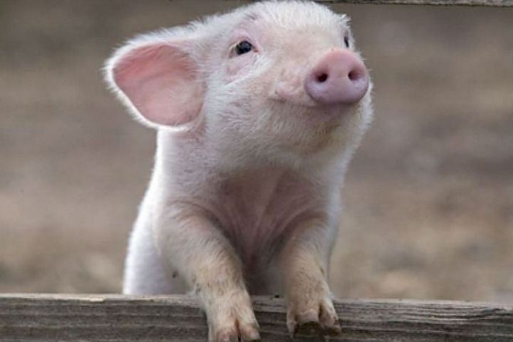 Виробники свинини «балансують» на межі окупності