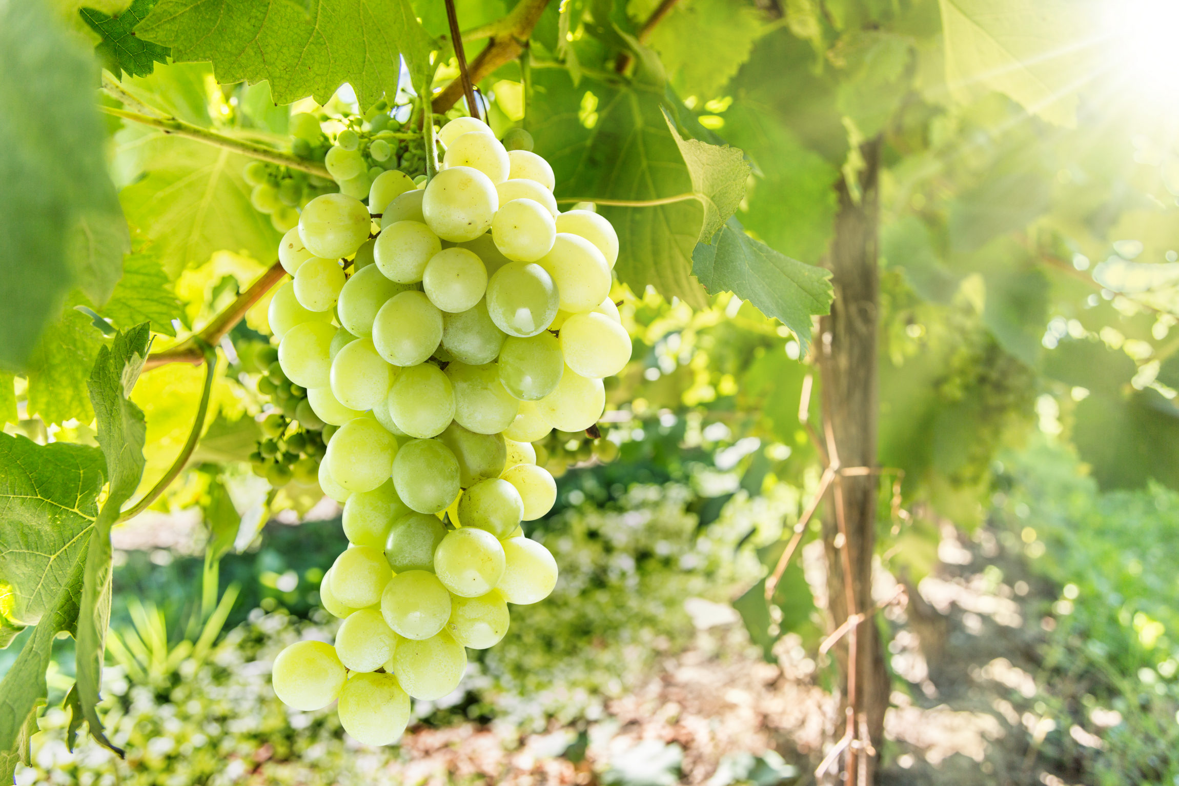 Прийняття законодавчих ініціатив надасть старт новому етапу відновлення та розвитку виноградарства