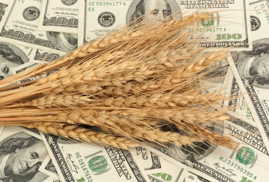 Пшеничні котирування виросли на прогнозах спеки у США та ЄС