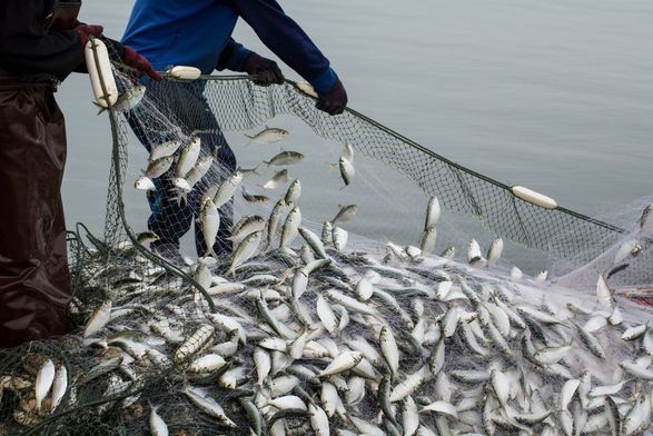 Уряд дав старт реформі рибної галузі