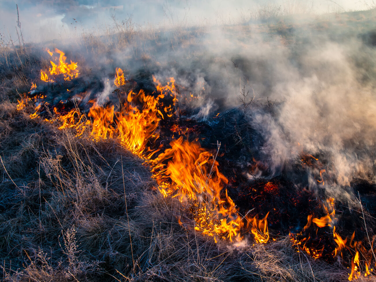 Окупанти спалюють українські поля із зерном: що буде з урожаєм