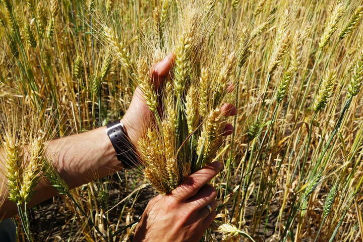 Україна зможе експортувати 50 млн тонн зерна, – УЗА