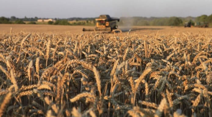 Аграрії намолотили вже 25,9 млн тонн зерна