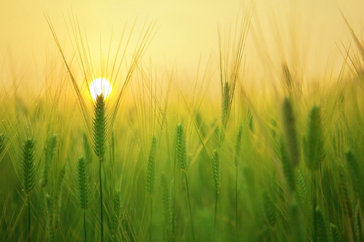 ФАО надасть українським агровиробникам 30 тисяч тонн насіння озимої пшениці: умови