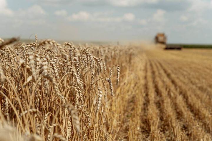 Фермери розповіли про якість пшениці нового урожаю