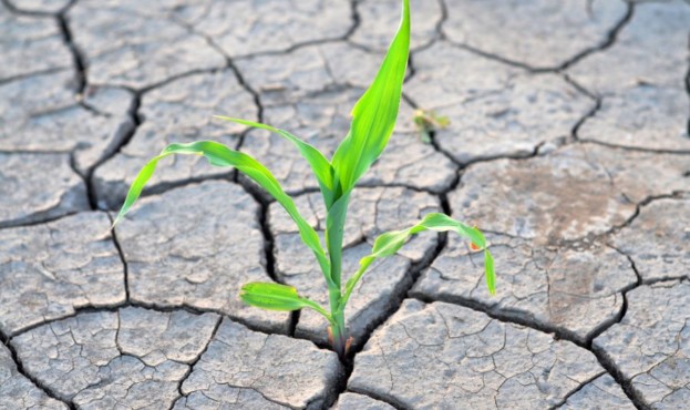 Посуха у південних регіонах України посилюється через нерівномірність опадів