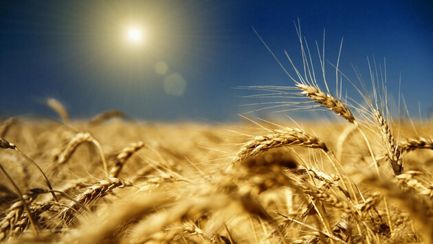 Україна запропонувала Лівану купити зерно, яке вкрала рф