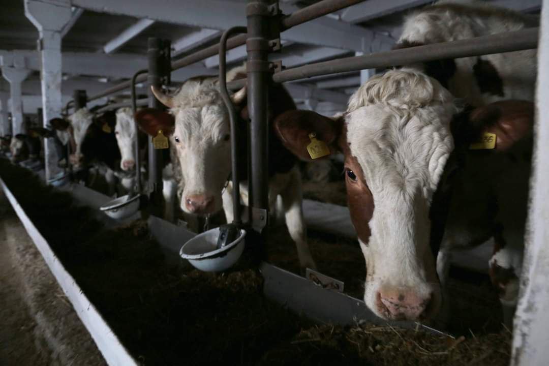 «Краще вилити»: окупанти змушують фермерів продавати молоко за безцінь