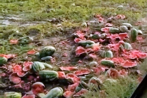Фермери на Херсонщині знищують свої кавуни