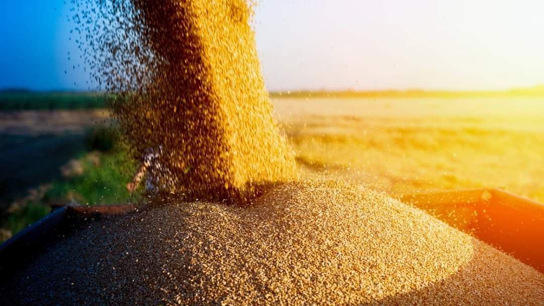 Крадіжка зерна: у черзі на відвантаження зерна в Старобільську та Сватовому стоять по 70 автівок