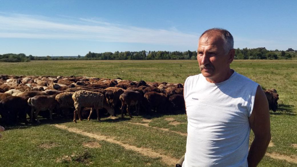 Фермер самотужки гнав 400 овець із Донеччини на Волинь