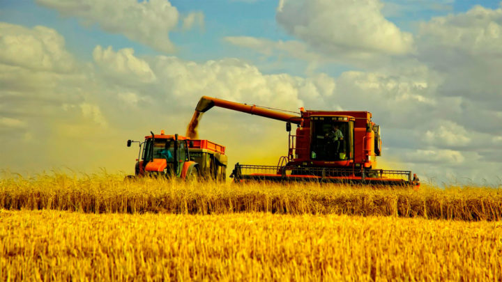 Чому зерно в Україні коштує дешевше ніж на світових ринках, а фермери втрачають мільйони євро