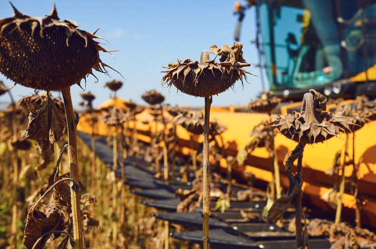В Україні цьогоріч може бути засіяно близько 6 мільйонів гектарів соняшника