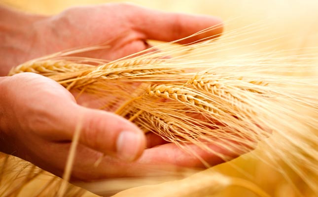 Аграрії намолотили вже 20,8 млн тонн зерна