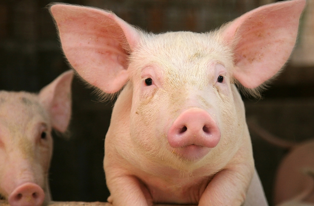 Виробник племінних свиней Genesus планує розширювати бізнес в Україні