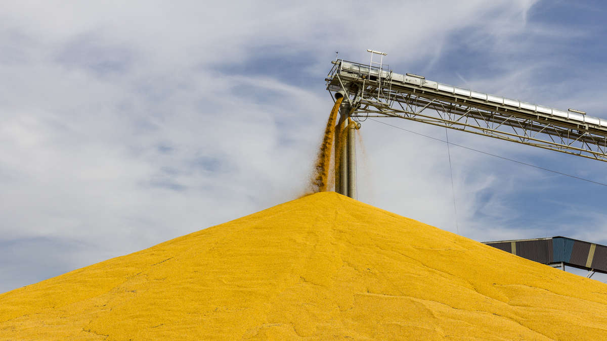 В Мінагро прогнозують підвищення вартості зерна на 10-15%,