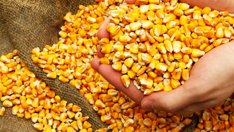 В українських морпортах зросли ціни попиту на кукурудзу