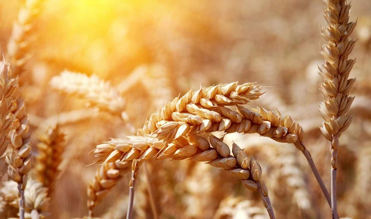 Подальша ескалація війни з боку рф підвищує ціни на пшеницю
