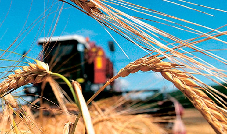 Аграрії намолотили вже 25,8 млн тонн зерна