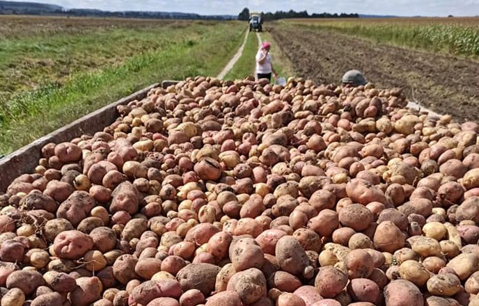 Картоплі в Україні буде вдосталь