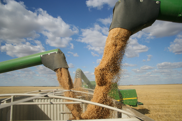 Цьогорічний врожай зернових в Україні може зменшитись майже на 30 млн тонн у порівнянні з минулим роком