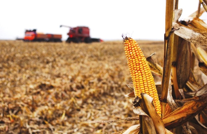 В Україні розпочалося збирання кукурудзи