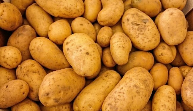 В одному із сіл Тернопільщини заборонили садити картоплю протягом 4 років