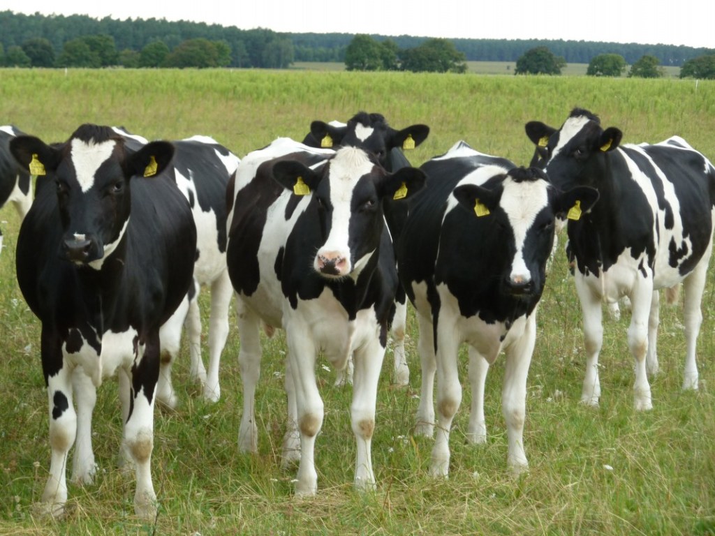 Вчені пропонують годувати корів водоростями для зниження викидів метану
