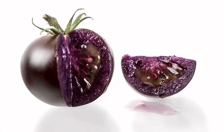 У США дозволили вирощування фіолетових ГМО-томатів 