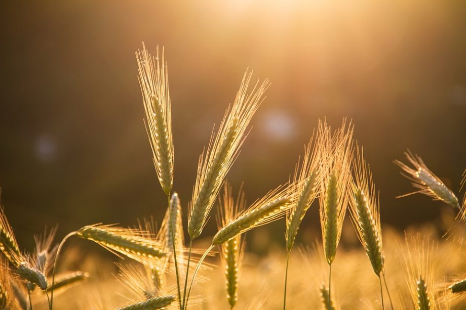 Ціни на пшеницю виросли на 2-3,8% через загрози розірвання угоди про «зернові коридори»