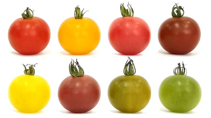 Вчені редагуванням генів отримали з червоних томатів різнокольорові