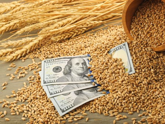 В Україні стабілізувались ціни на продовольчу пшеницю