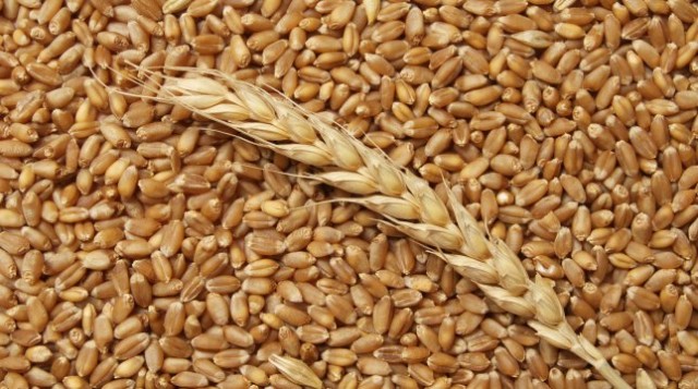 Урядом спрощено процедуру фумігації зерна