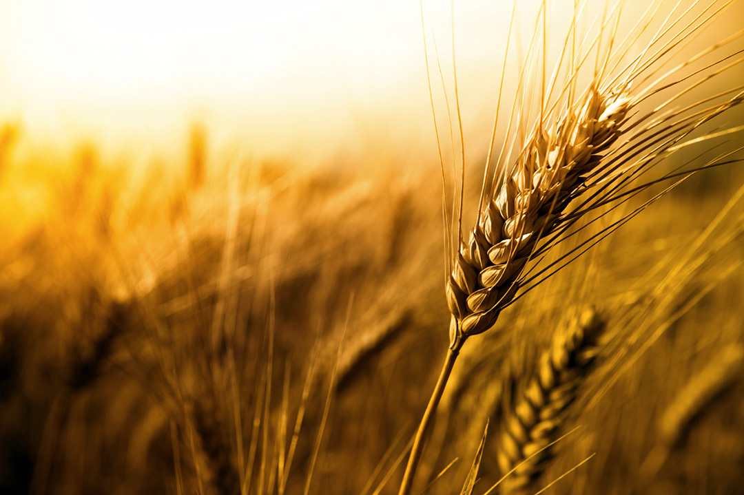 В Україні продовжує дорожчати продовольча пшениця