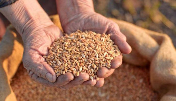 Компанії та країни, які купують крадене українське зерно, мають відповідати нарівні з рф