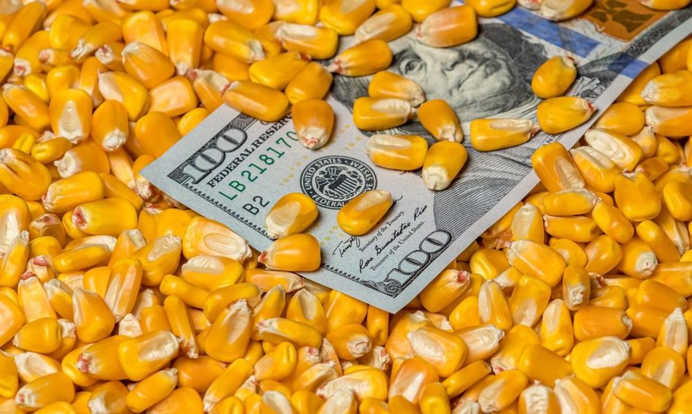 Китай більше не є основним покупцем української кукурудзи та ячменю