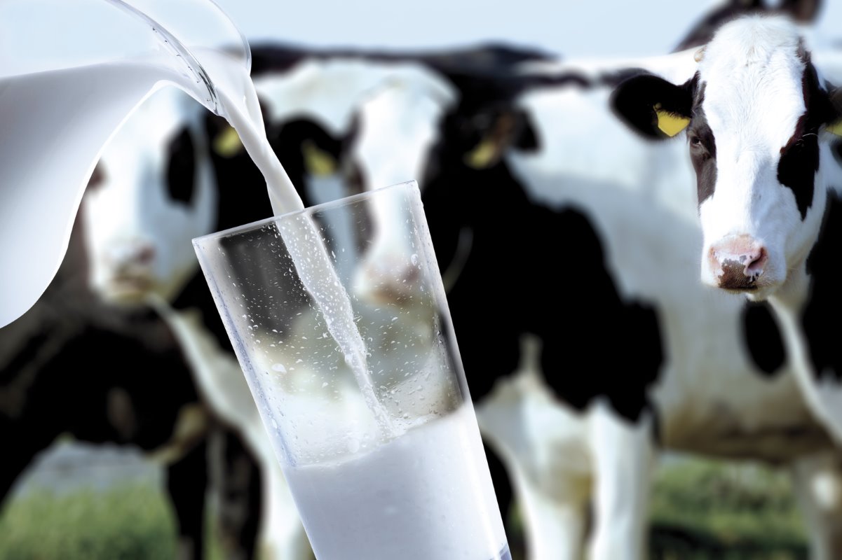 Виробництво молока за 8 місяців склало 5,1 млн т