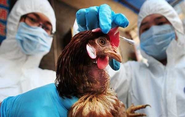 Велика Британія переживає найбільший за всю історію спалах пташиного грипу