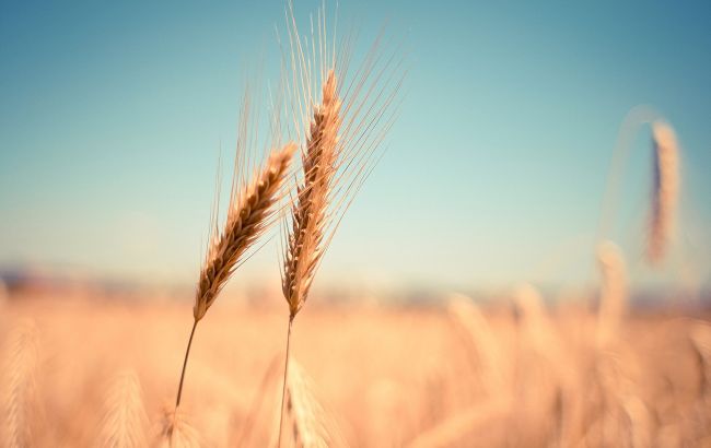 Відмова від озимої пшениці: як зміниться аграрний сектор через повномасштабну війну