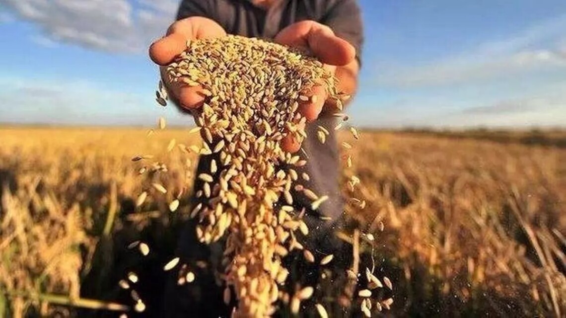Через низьку ціну аграрії відправляють зерно на корм худобі