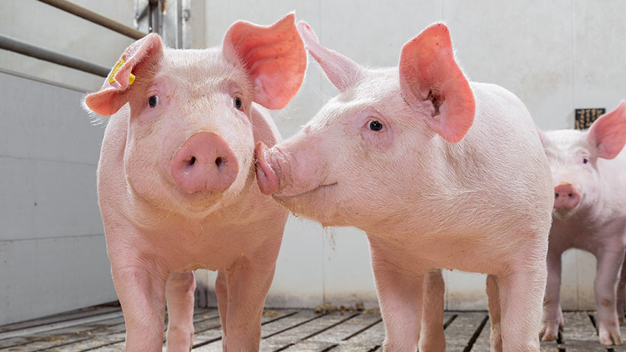 Німеччина вводить обов’язкове маркування м’яса в залежності від способу утримання тварин