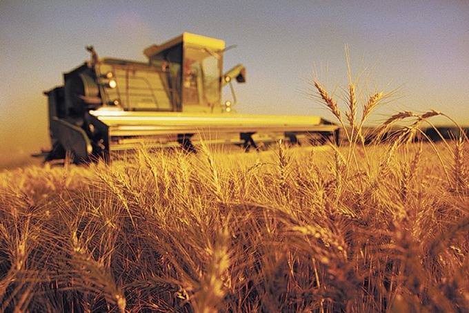 Українські аграрії зібрали вже 36,1 млн тонн зернових