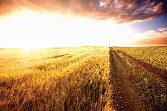 В Україні відновили торги з оренди сільськогосподарської землі