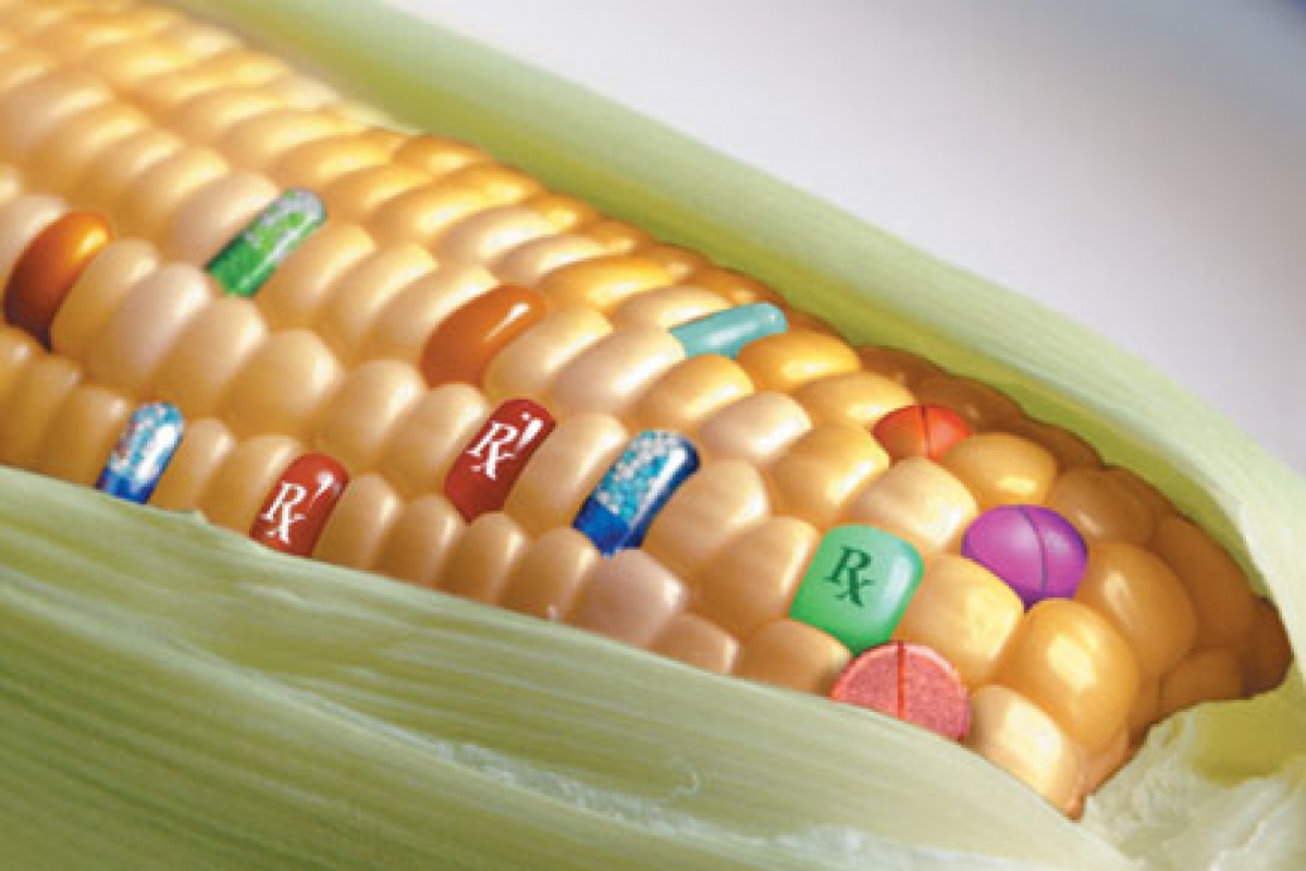 В Україні вирощують близько 10-12% генетично модифікованих ріпаку і кукурудзи