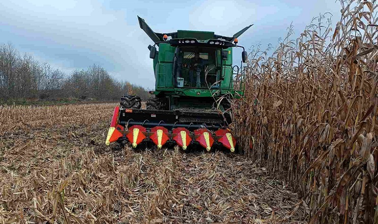 Якість зерна кукурудзи істотно поступається минулорічній